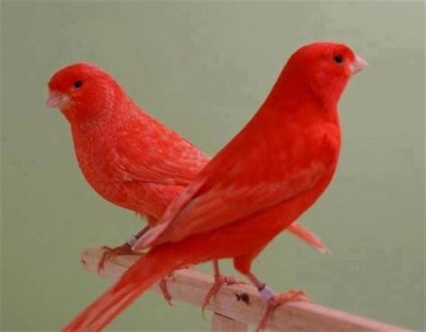 Red Factor Canary Facts, Care as Pets, Housing, Pictures