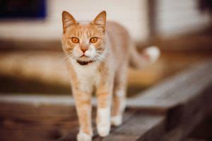 Hersenbloeding Bij Een Kat Symptomen Oorzaak En Behandeling Mens