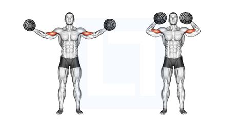 Dumbbell High Curl Guide Benefits And Form