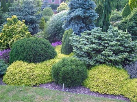 Contrasting Dwarf Conifers Evergreen Landscape Evergreen Garden Landscape Trees Landscape