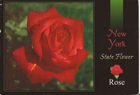 New York State Flower Rose Flickr Photo Sharing