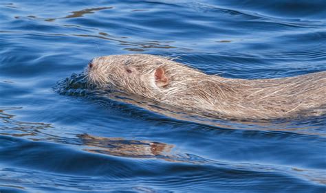 Albino Nutria Foto And Bild Tiere Wildlife Säugetiere Bilder Auf