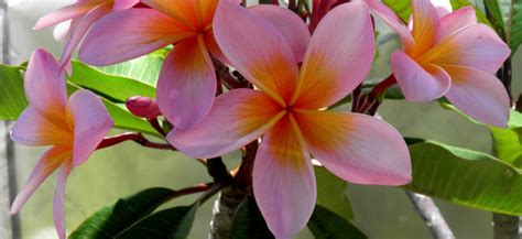 Home Scented Garden Frangipanis