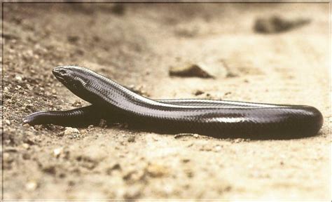 South Africa Giant Legless Lizard Acontias Plumbeus 남아프리카산 대형