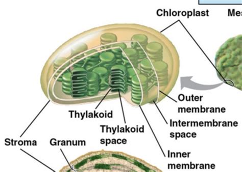 Photosynthesis Flashcards Quizlet