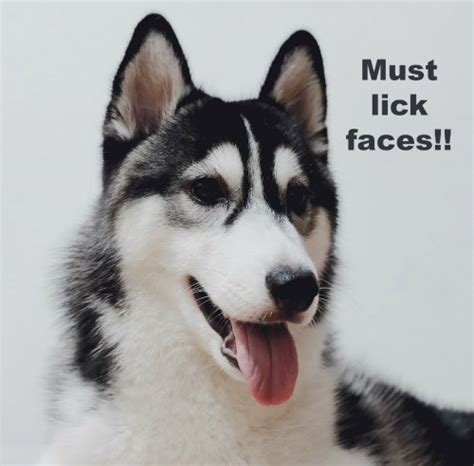 Husky Face Meme