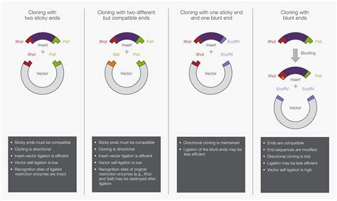 Common Cloning Applications and Strategies | Thermo Fisher Scientific - US