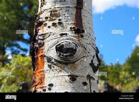 Aspen Tree Trunk Hi Res Stock Photography And Images Alamy