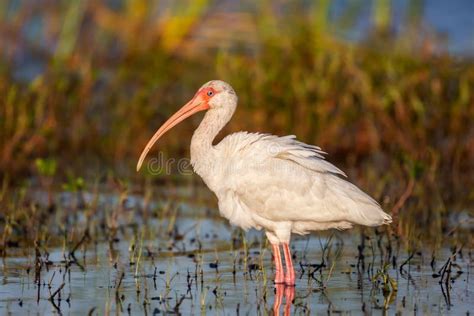 White Ibis, Birds Of Florida Stock Photo - Image of lake, flying: 12496014