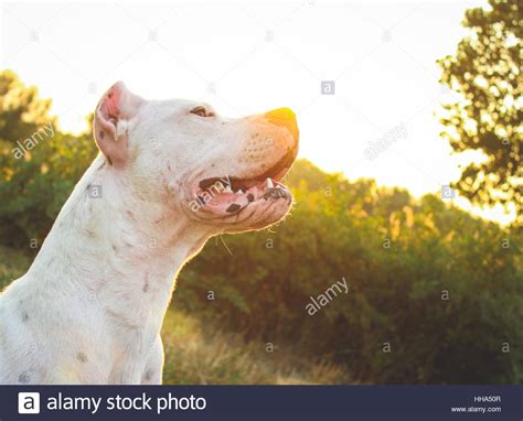 White Dogo Argentino Dog Surrounded By Trees In A Grassland Field Stock