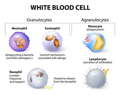 Function of White blood cells, Agranular leukocytes, Granulopoiesis & Lymphopoiesis | Science online