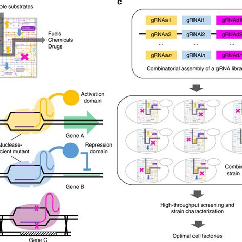 Crispr Aid For Combinatorial Metabolic Engineering A Yeast Surface