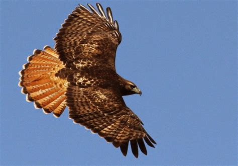 Jo S Morning Walk Watching The Red Tailed Hawk Soar