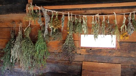 Herbs In Traditional Russian Medicine HAXYR3