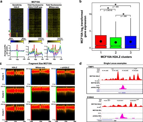 The Mnase Accessibility Of The H2az Nucleosome At The Tss Correlates