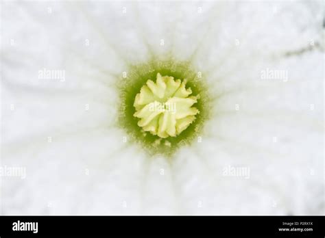 Coccinia grandis flower Stock Photo - Alamy