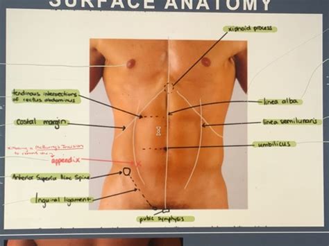 Anterior Abdominal Wall Inguinal Region Mork Flashcards Quizlet