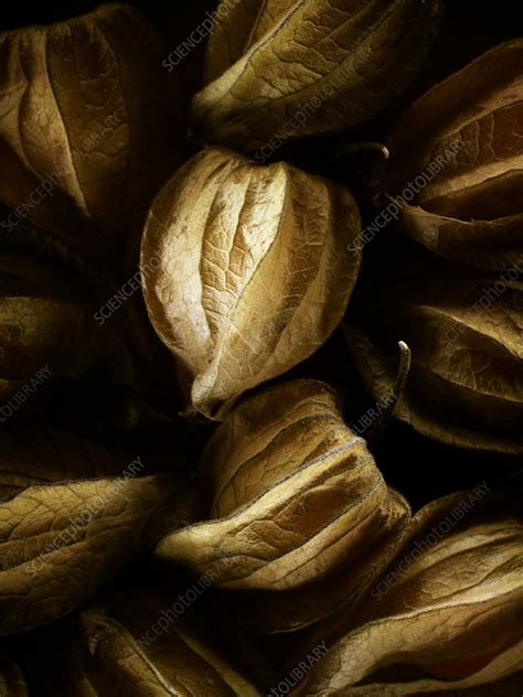 Cape gooseberries - Stock Image - B790/0848 - Science Photo Library