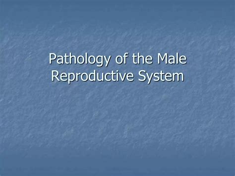 Male Reproductive Systemppt