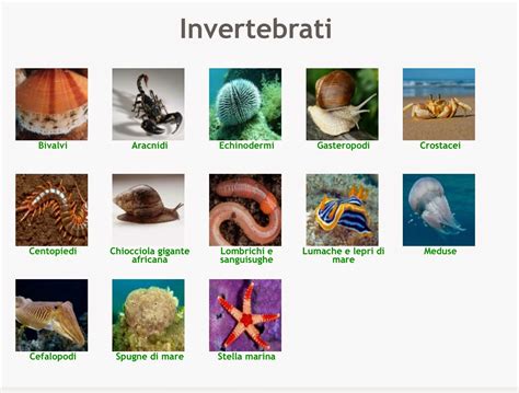 Cellule Numeri E Altro GLI INVERTEBRATI