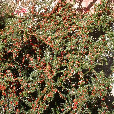 Cotoneaster Horizontalis