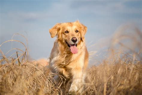 Blockhead Golden Retriever Why Are They So Special