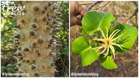 From Seed Bombs to Spiked Trunks - The Wild World of the Sandbox Tree