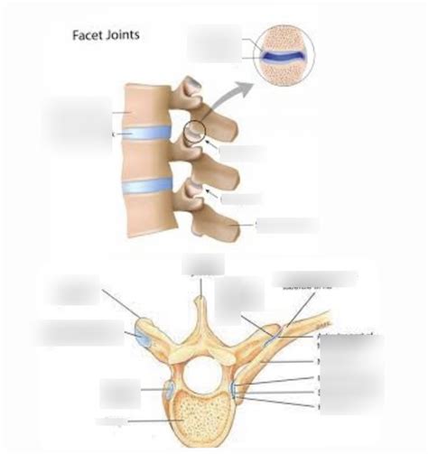 Facet Joints Sacrum And Vertebral Column Bones Quiz Tinker Diagram