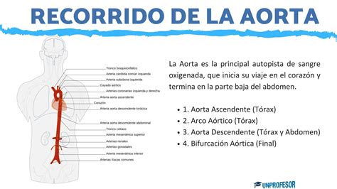 O Que Significa Aorta - Cuál es el recorrido de la ARTERIA AORTA