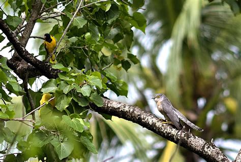 Brain Fever Bird Common Hawk Cuckoo Project Noah