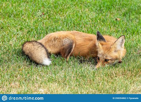 O Filhote De Raposa Vermelha E Fofa Fica Na Grama Verde Foto De Stock