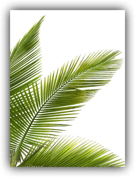 Tropical Leaf Print 5 backgrounds Green Palm Art Palm Art | Palm leaf art, Palm tree art, Beach ...