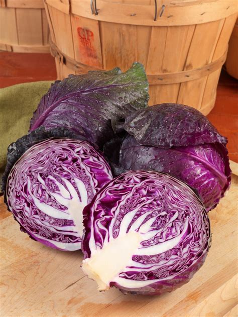 Red Cabbage - Prepared Food Photos, Inc.