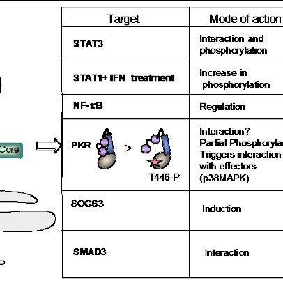 Pkr And The Hcv Core Protein After Translation From The Hcv Rna The