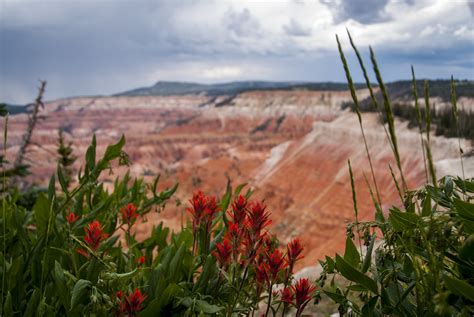 Wildflowers At Cedar Breaks National Monument Muriel Poos Flickr