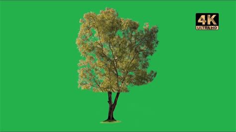 Videos Free Download Greenscreen The Creator Tree