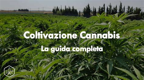 Coltivazione Cannabis La Guida Completa Hemp Embassy Cannabis