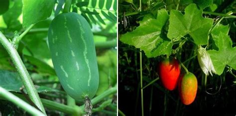 Growing Ivy Gourd In Backyard At Home Kovakkai Gardening Tips