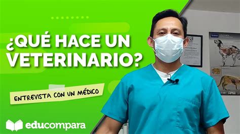 QUÉ HACE UN VETERINARIO Entrevista con un médico YouTube