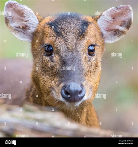 Reeves Muntjac Uk Hi Res Stock Photography And Images Alamy