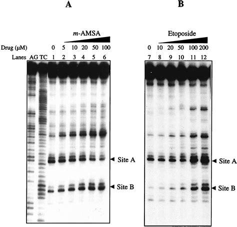 Topoisomerase Ii Mediated Site Directed Alkylation Of Dna By