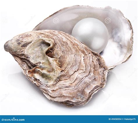 Oyster With Pearl Isolated. Stock Photo - Image: 49458354