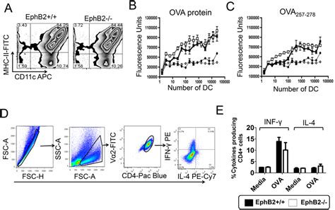 EphB2 Is Not Required For Development Of Th1 Cells In Culture BMDCs