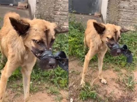 Cachorro caramelo é abandonado focinho amarrado câmara de