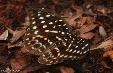 Yellow Green And Orange Spotted Butterfly In Leaf Litter