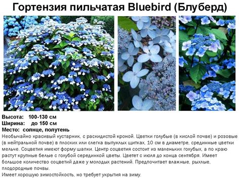 Гортензия пильчатая Блюберд: описание, отзывы, фото, посадка и уход