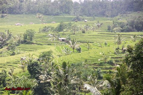 Lokasi Alamat Bedugul Tempat Wisata Tempat Wisata Indonesia