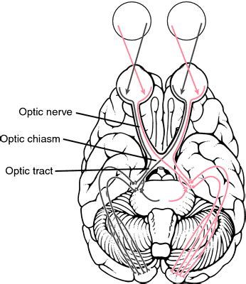 Optic chiasm | definition of optic chiasm by Medical dictionary