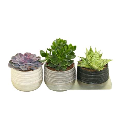 Succulente Vintage Rouleau Blanc Pot De Cm Coclicoh