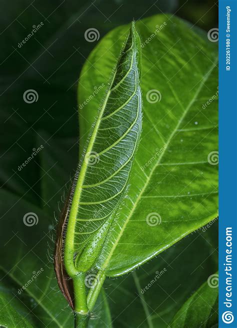 Tiro Certeiro Fresco De Artocarpus Heterphyllus Folhas Foto De Stock